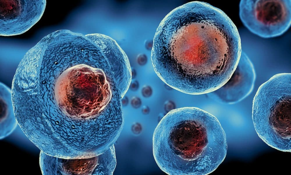 Stem cell model firm expands into the US