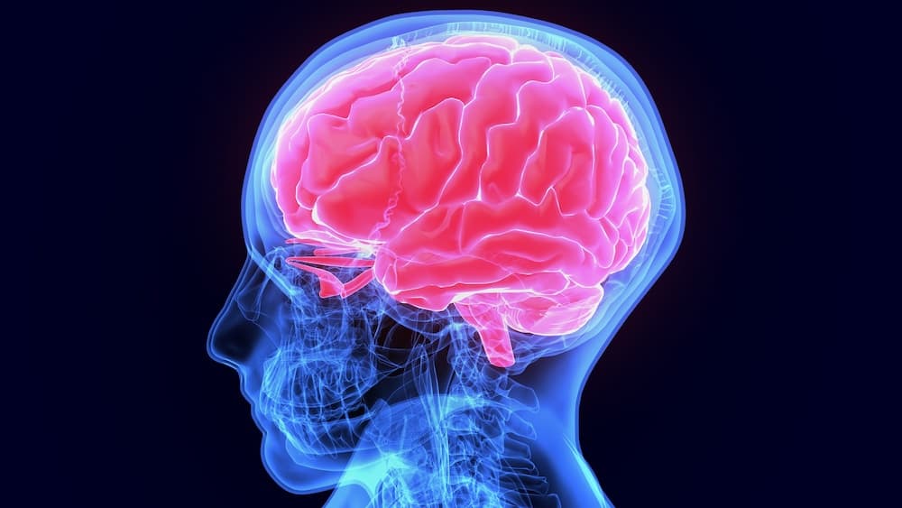 Scientists build sub-cellular map of entire brain networks