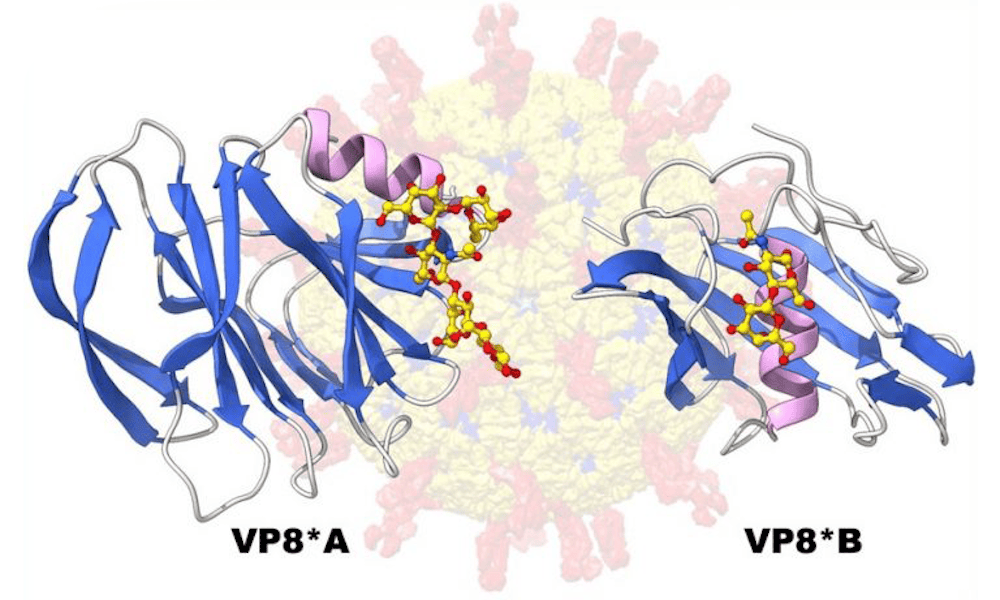 AI reveals a never-before described 3D structure in rotavirus spike protein