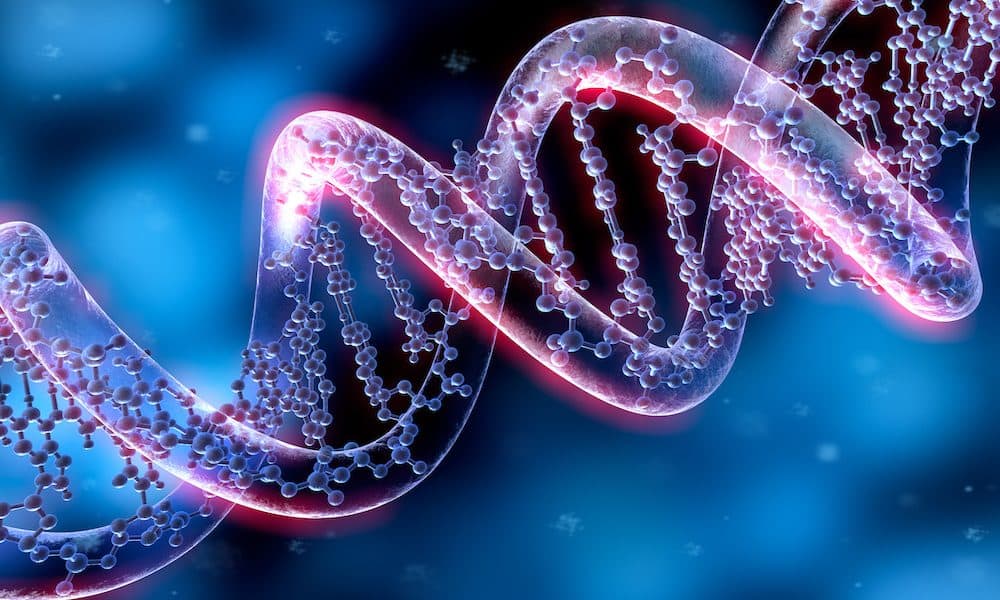 Scientists engineer synthetic DNA to study architect genes