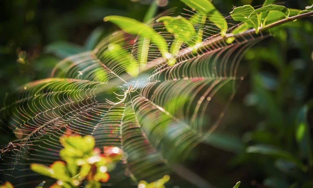 Spider silk could be harnessed for regenerative medicine