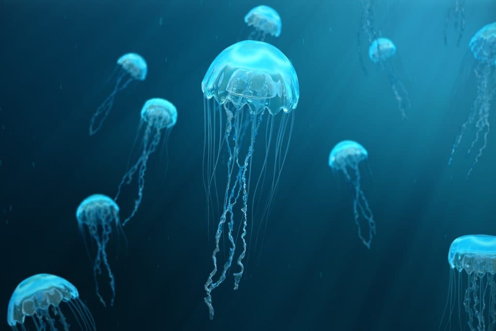 Jellagen Jellyfish Collagen